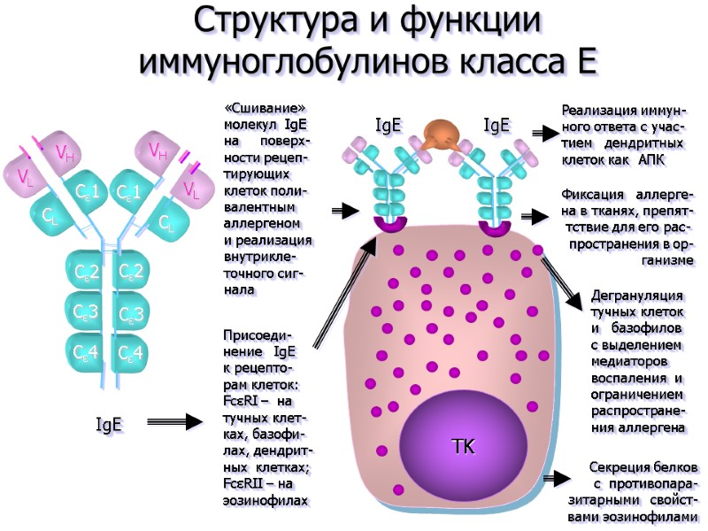 Секреция белков с  противопара- зитарными   свойст-   вами эозинофилами VL